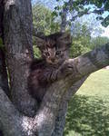 Kitten in Tree